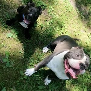 Meet your Posher, Dandy